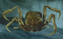 heikegani-crab.gif